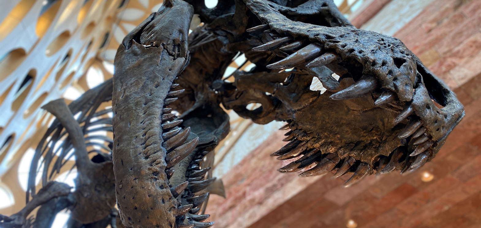 Naturalis 3D prints a full size replica of their original Tyrannosaurus ...